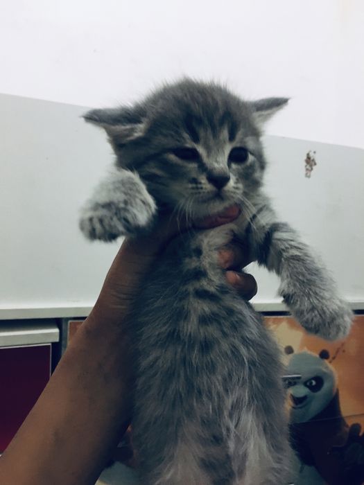Кошки кушают сама