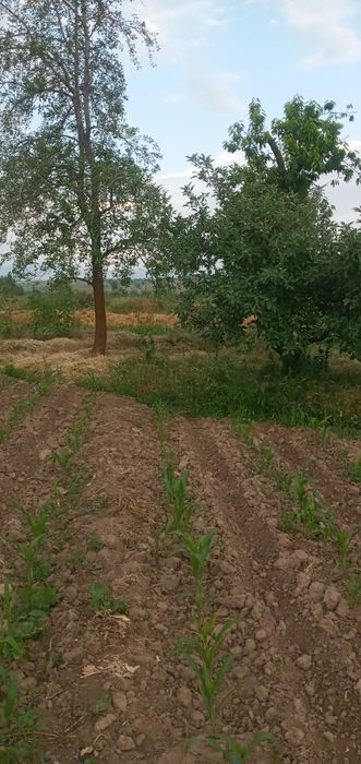 Quruq yer sotiladi 23 sotxli.