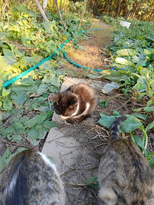 Отдаются в хорошие руки котята