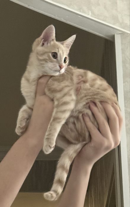 Отдам в добрые руки,если сможете полюбить как родную