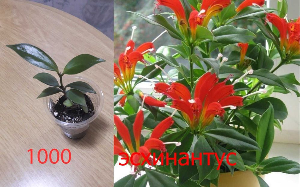 Продам  разные  цветы