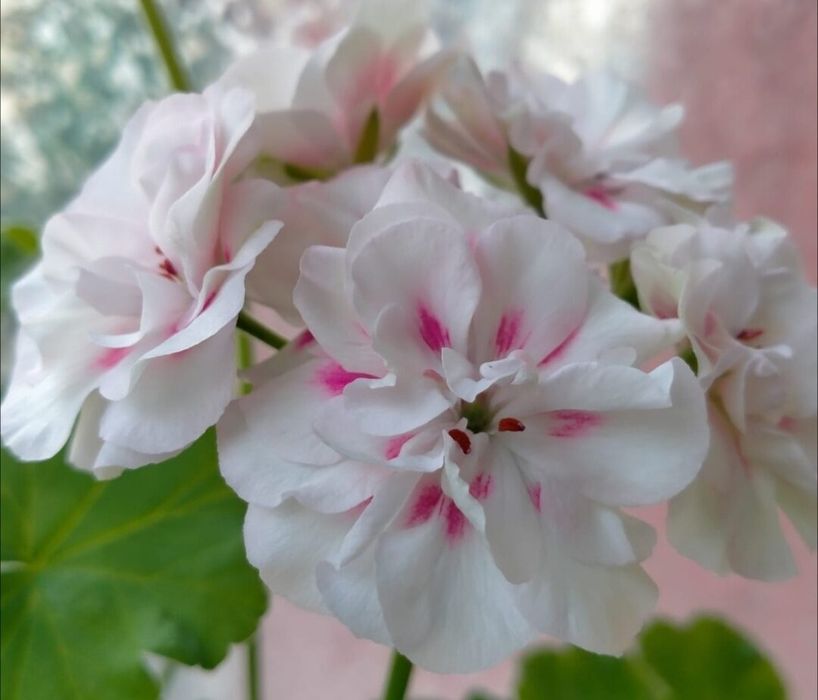 Комнатные цветы разные