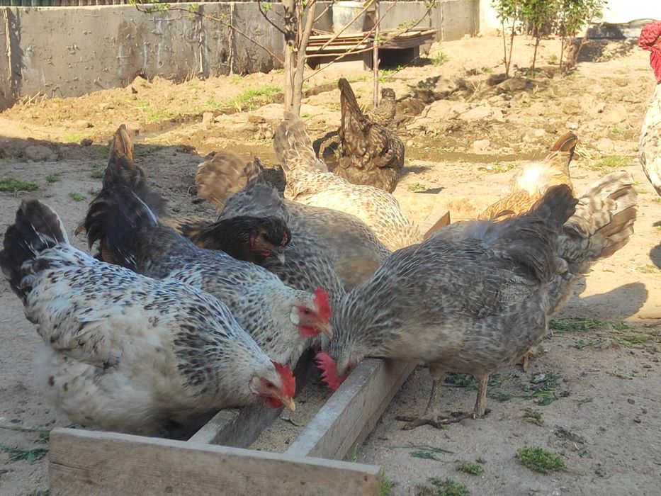 Тауыктар сатылады срочно