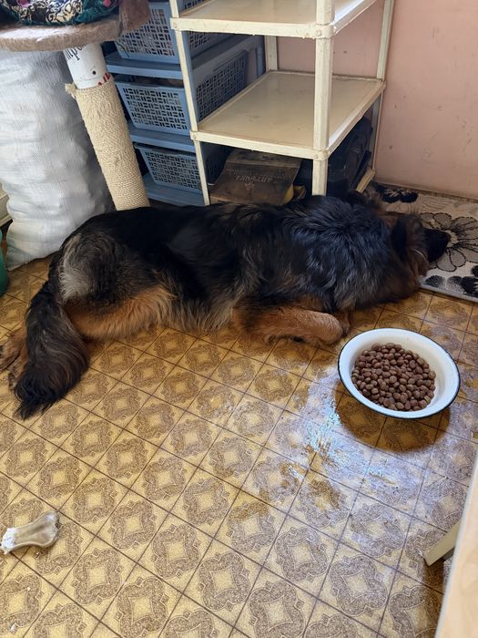 Длинношерстная немецкая овчарка