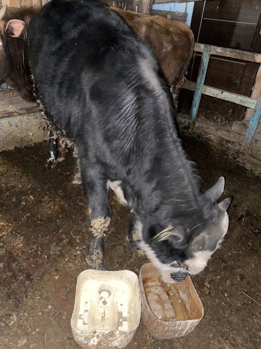 Продам 3-х бычков