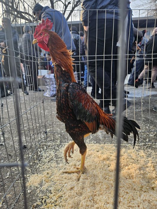 Dakan xoʻroz sotiladi