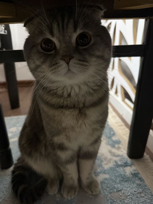 Шотландский кот, послушный