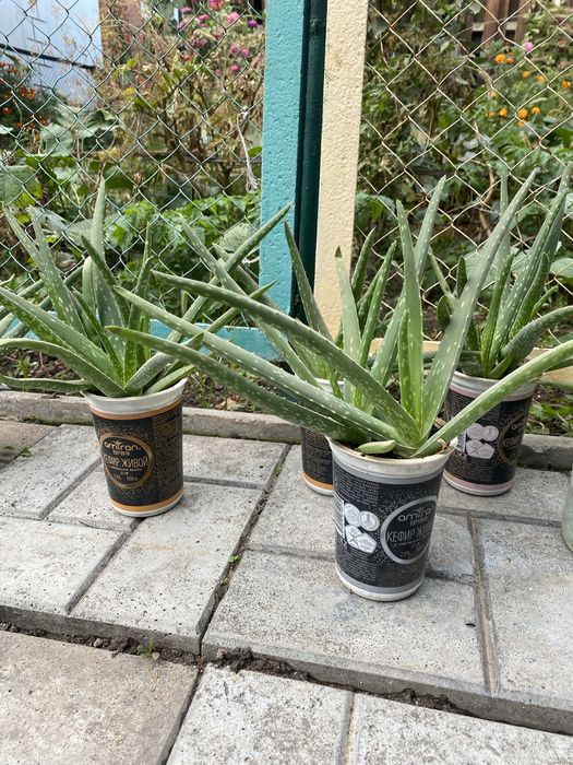 Продам комнатное растение алоэ