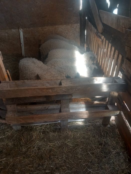 Vand 20 de oi cu miei lângă ele cu 1400 bucata