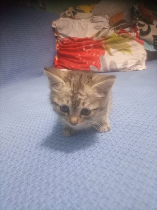 Отдоём кота девочку серого оттенка 1 месеу в хорошие руки
