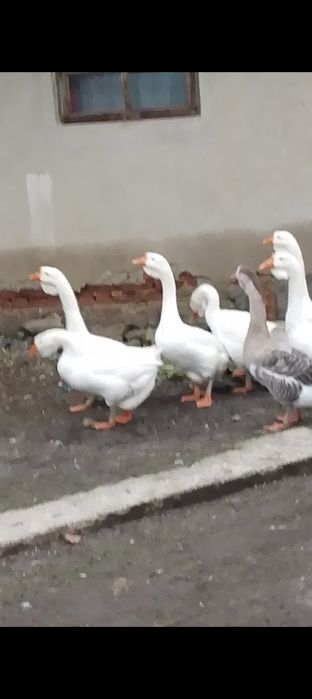 Gâște metis holmogor