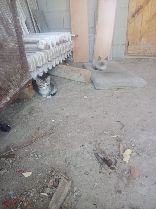 Отдам в хорошие руки