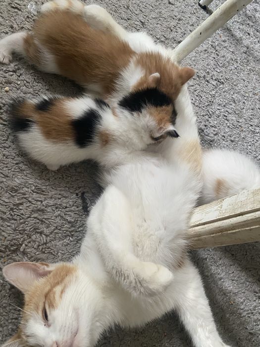 котенка котенкаа