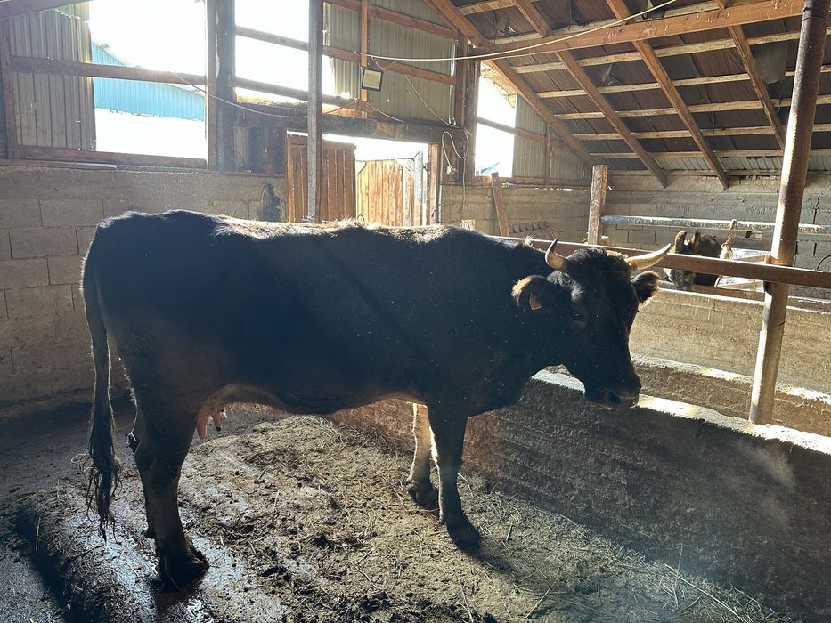 Бұзаулы Сиыр сатылады Байсерке