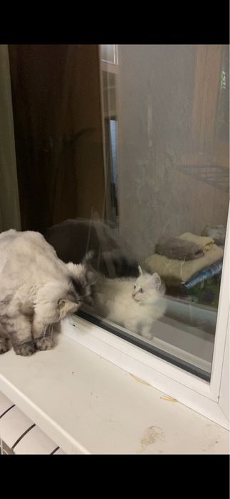Отдам котенка в добрые руки , цвет глаз ярко голубые
