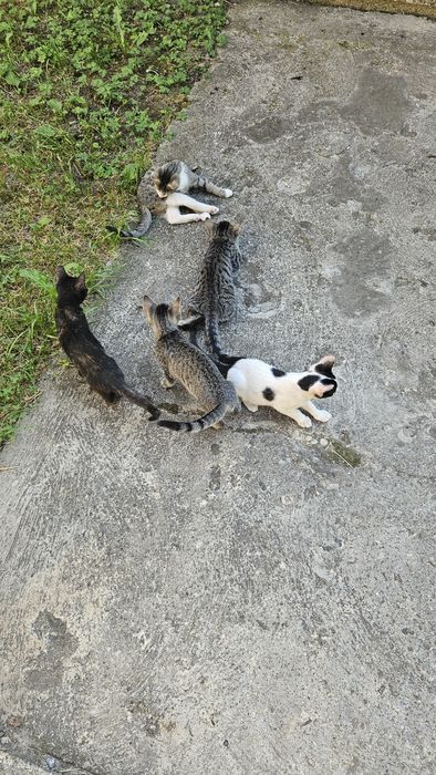 Ofer spre adoptie 4 puiuti de pisica