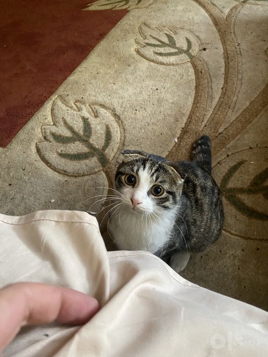 Scottish fold (Шотландская вислоухая)