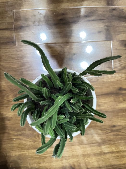 Комнатное растение ( Стапелия - экзотический кактус )