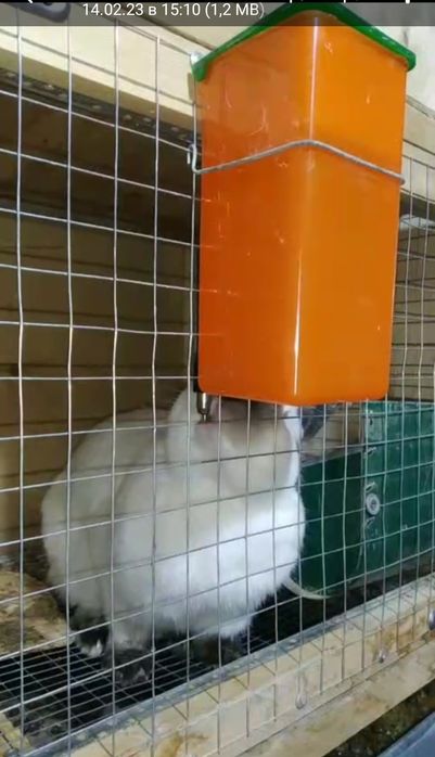 Quyonlar suv idishi poilka поилка