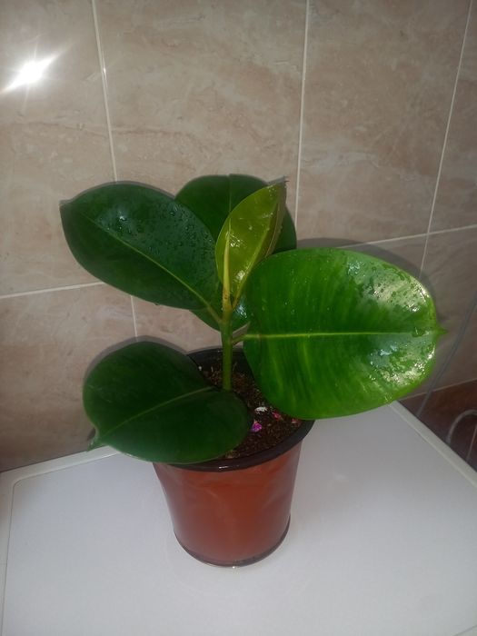 Комнатние растение