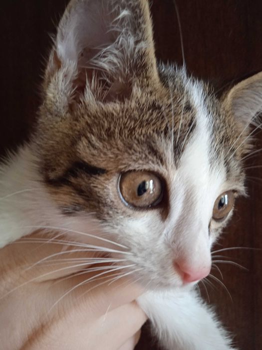 Серобелый котёнок мальчик, 3 месяца.