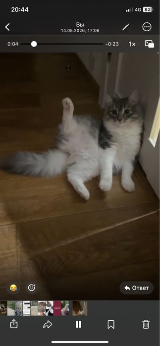 Одтам котенка девочка