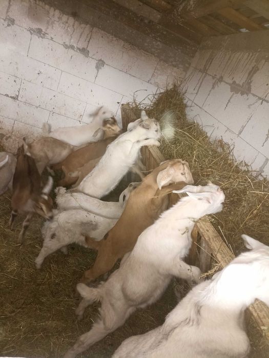 Vând țap anglonubian și iezi metis de sannem cu anglonubian.
