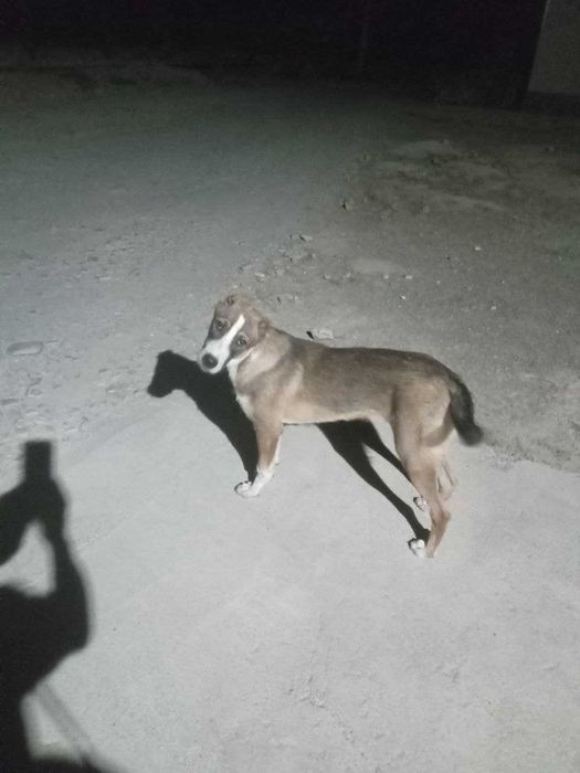 Срочный Алабай боласи сотилади