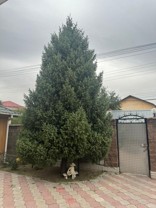 Продам три елки