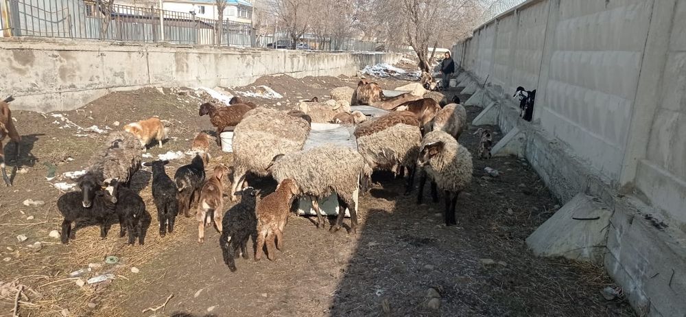 Қойлар.  сатылады.