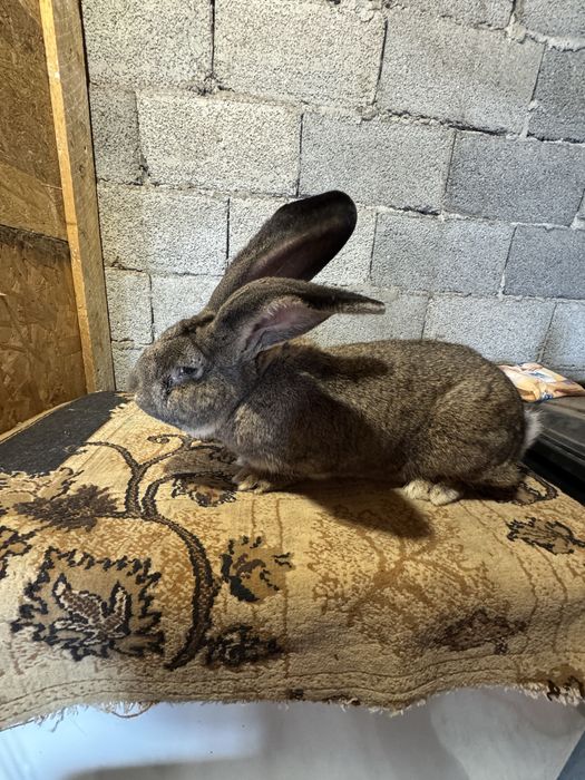 Vand Mascul Urias German