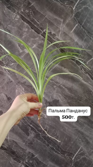 Продаю комнатные цветы