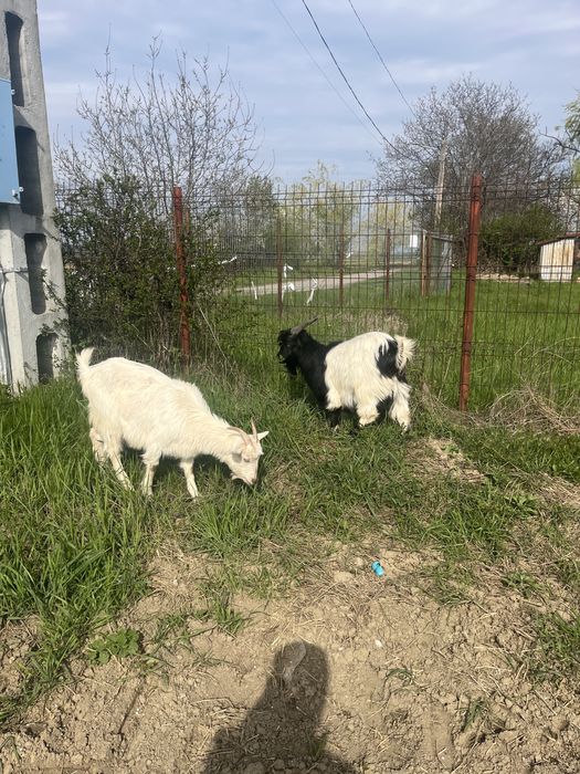 Vînd o caprita fatata si un tap mai multe inf la nr de tel