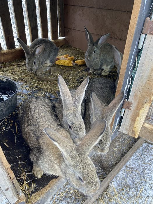Vand  iepuri din rasa urias belgian cu varsta de doua luni