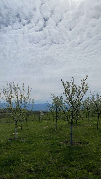 Vând teren arabil extravilan Bungard