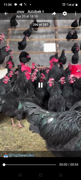 Andijon qora tovuq jujalari sotiladi