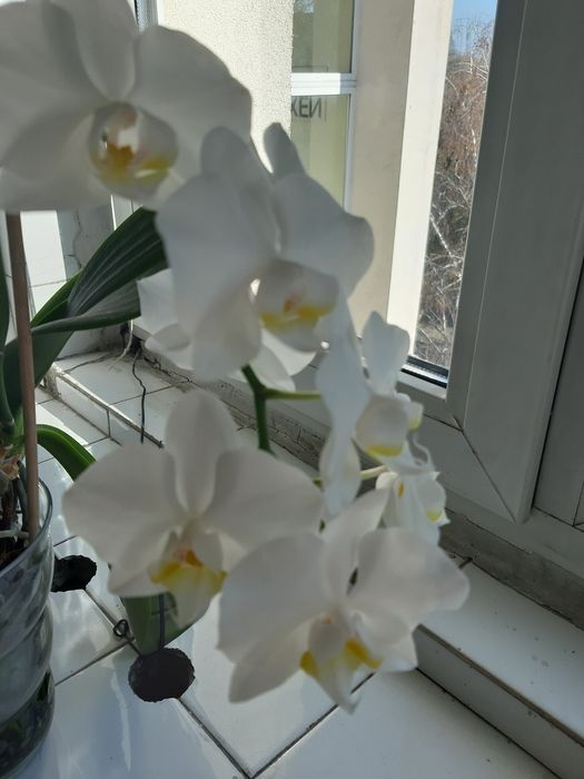 Лудизия скъпоценната орхидея , дендробиум