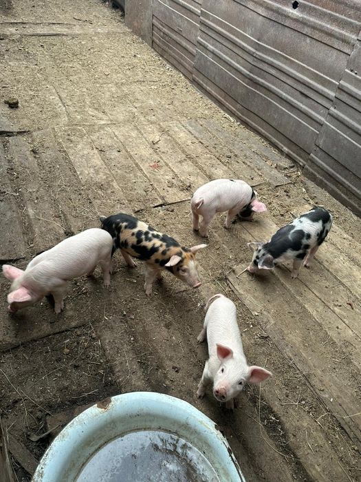 Продам поросят месячные