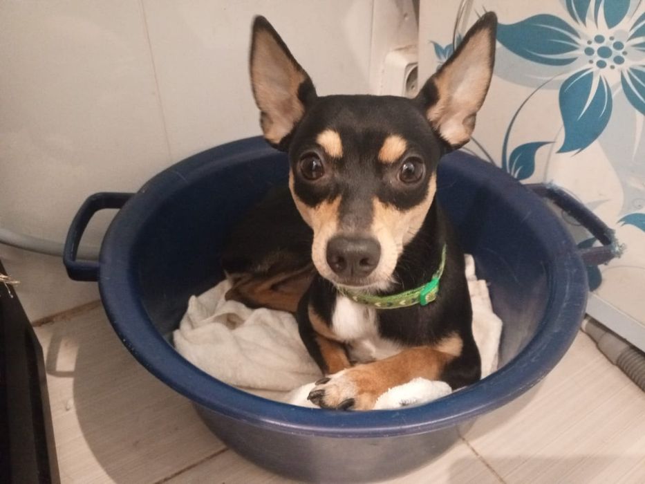 Продам карликового пинчера