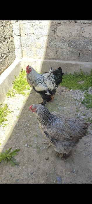 Inkubatrga tuxum Bso Tyomniy brama tuxumlari