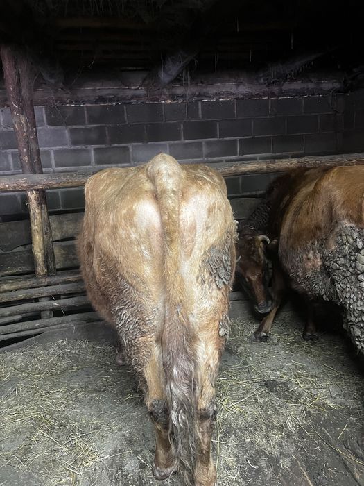 Тайша және сиыр