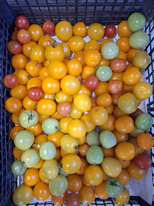 Продам помидоры Черри