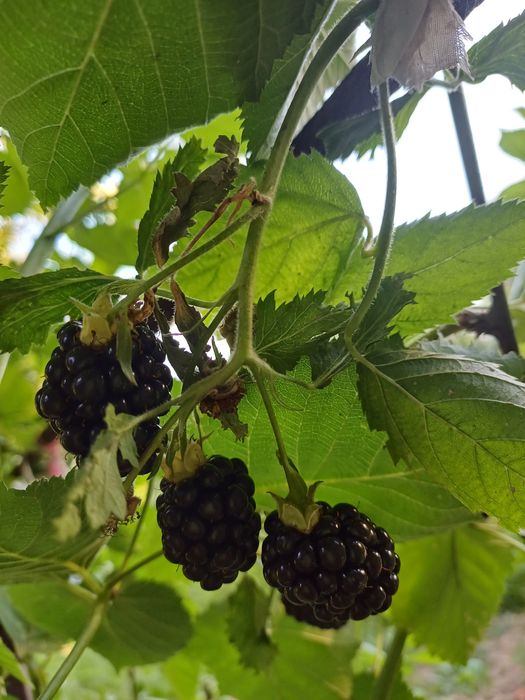 Ежевика Доил двух летка