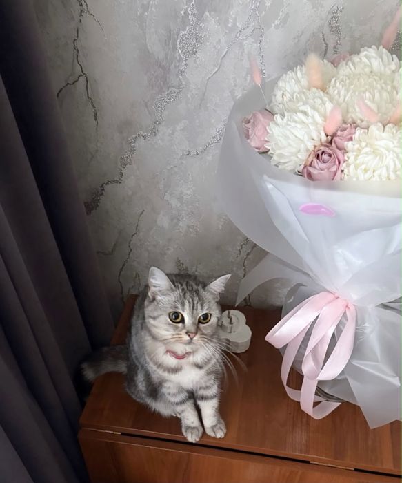 Кошка скоттиш-страйт