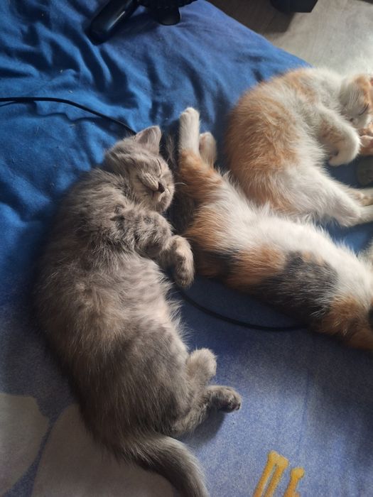 Котята ищет дом бесплатно