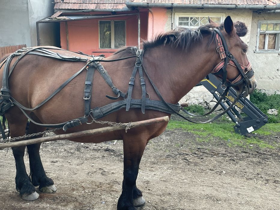 Iapa de vinzare