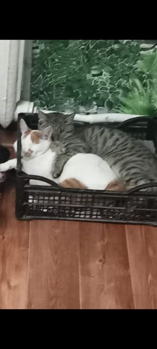 Молодые кошечки стерелизованные 10 мес