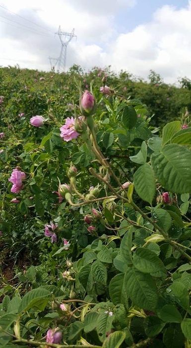 Розова вода от собствена дестилерия