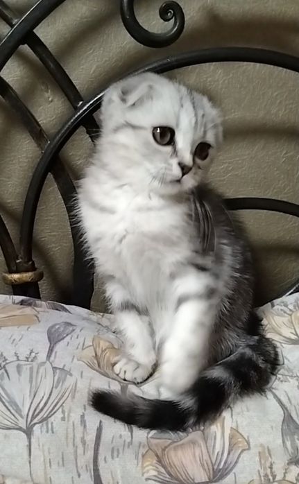 Скоттиш фолд. Девочка.