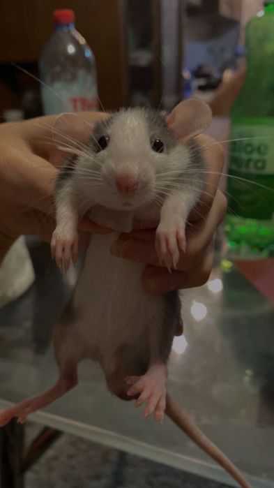 Vand sobolani de companie